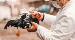 Gripe Aviária Detona Exportações: 123 Mil Toneladas de Frango do Brasil Paradas!