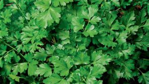 Planta brasileira revelada como poderosa detoxificante! Descubra qual é!