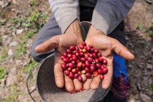 Cecafé clama por isenção de taxa do café: Americanos podem arcar com o custo!