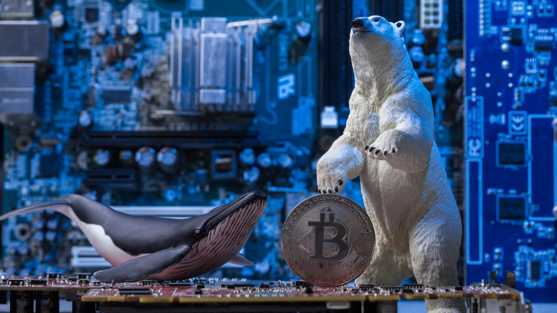 Baleia e urso ao lado de moeda Bitcoin