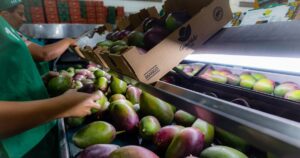 Fugir das Tarifas: O Perigo Oculto Que Pode Destruir Exportações de Frutas!