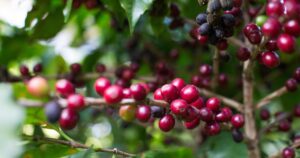 Urgente: Senadores buscam socorro de empresários americanos para salvar produtos perecíveis!