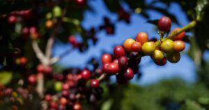 Franquia mineira se transforma em fintech e mira R$ 15 bi no agro!