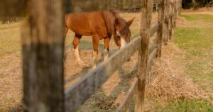 Alerta Vermelho: 222 Cavalos Mortos por Ração Contaminada!