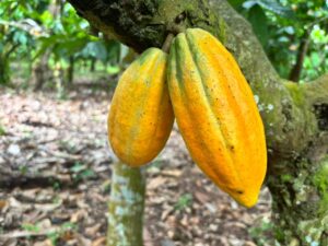 Calor Insuportável e Seca Devastadora: Cacau na Amazônia em Crise!