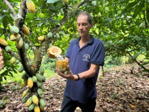 Cacau do Xingu: A Revolução Tradicional que Redefine Qualidade!