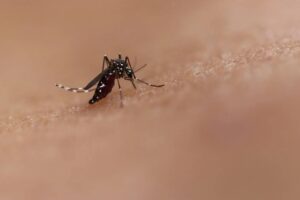 Brasil apresenta colossal biofábrica de mosquitos benéficos!