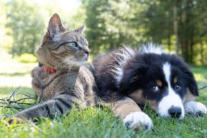 Descubra os Nomes de Pets que Estão Dominando o Brasil: Luna e Thor em Alta!