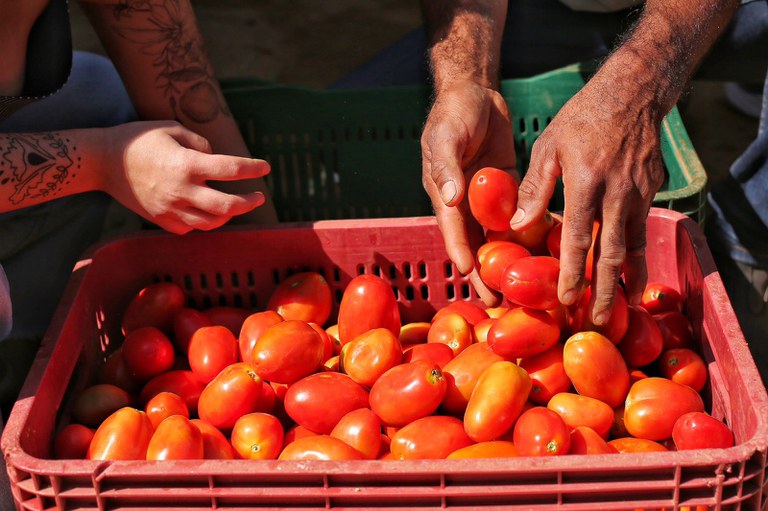 EUA Rompem Acordo de Tomates com o México: O Que Isso Significa? 1 tomate