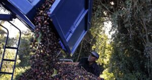 Tarifaço de Trump: A Uva Ácida que Pode Estrangular Agroindústria e Máquinas!