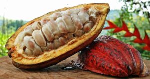 Cacau e Frutas Tropicais Livres, Mas Carne Bovina Fica Alvo do Tarifaço dos EUA!
