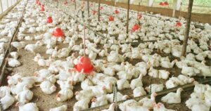 Brasil é oficialmente livre de gripe aviária, garante ministro da Agricultura da União Europeia!