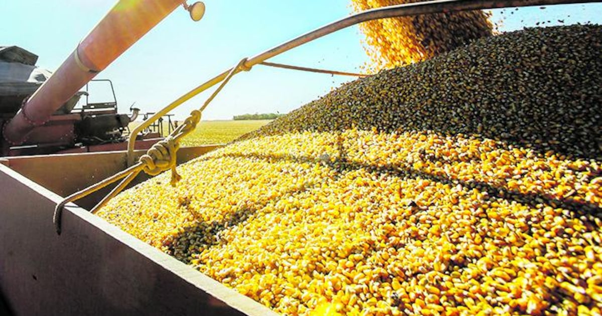 Safra 2025: Soja, Milho, Algodão e Sorgo Batem Recordes Surpreendentes! Confira os Números! 1 XEB7CJMUB5D5HF5B7MDCPEE5S4