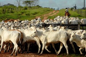 Santander alerta: ciclo instável continua e cautela nas ações é essencial!