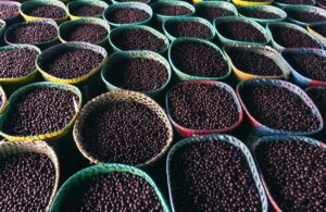Açaí: Vilão Oculto? Descubra a Surpreendente Risco de Contrair Doença de Chagas!