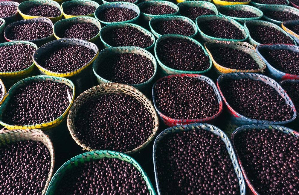 Açaí: Vilão Oculto? Descubra a Surpreendente Risco de Contrair Doença de Chagas! 1 pexels jr sardo 2147995397 29942738