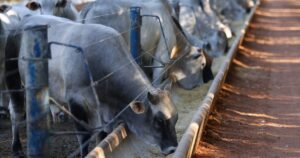 Tarifaço: a última esperança para baratear a carne no Brasil?