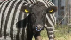 Incríveis e Absurdos: Ig Nobel 2025 Celebra Descobertas Surpreendentes com Vacas Listradas e Morcegos Embriagados!