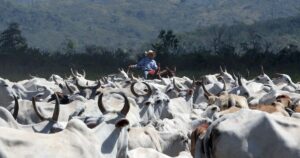 Revolução na Carne: O Impactante Transforma do Setor Animal!