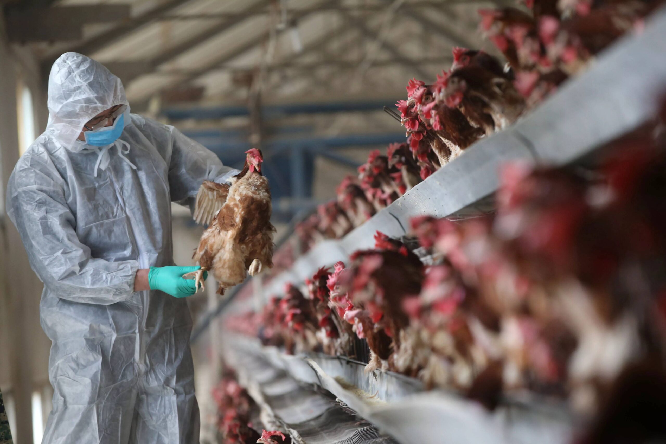 MBRF Dispara com Retorno do ‘Pre-Listing’ e Prêmio Bretas em Alta na Europa! 2 2021 07 06t172247z 1 lynxnpeh6512c rtroptp 4 health birdflu china.webp scaled