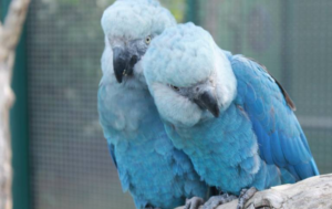 Ararinhas-azuis na linha de frente: vírus letal ameaça os últimos sobreviventes!