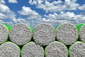 StoneX corta previsão da safra de algodão do Brasil para 2025/2026: queda de 1%!