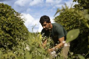 Produtor de MG Revoluciona Manejo Sustentável e Desperta Aumento Surpreendente de 22% na Colheita de Café!