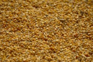 China corta importações de milho e surpreende com nova previsão para safra 25/26!