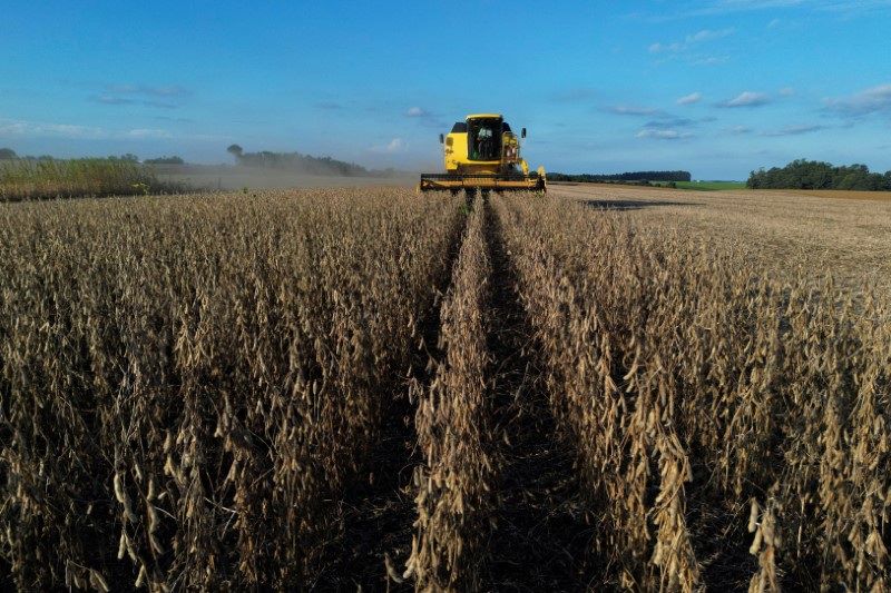 Cerrado em Perigo: Desmatamento Destrói Futuro da Soja! 2 Soja de0003