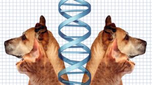 Clonagem de Pets: A Nova Mania dos Ricos que Custa R$ 263 Mil! 5 clonagem de pet animal de estimacao cachorro gato CAPA MT