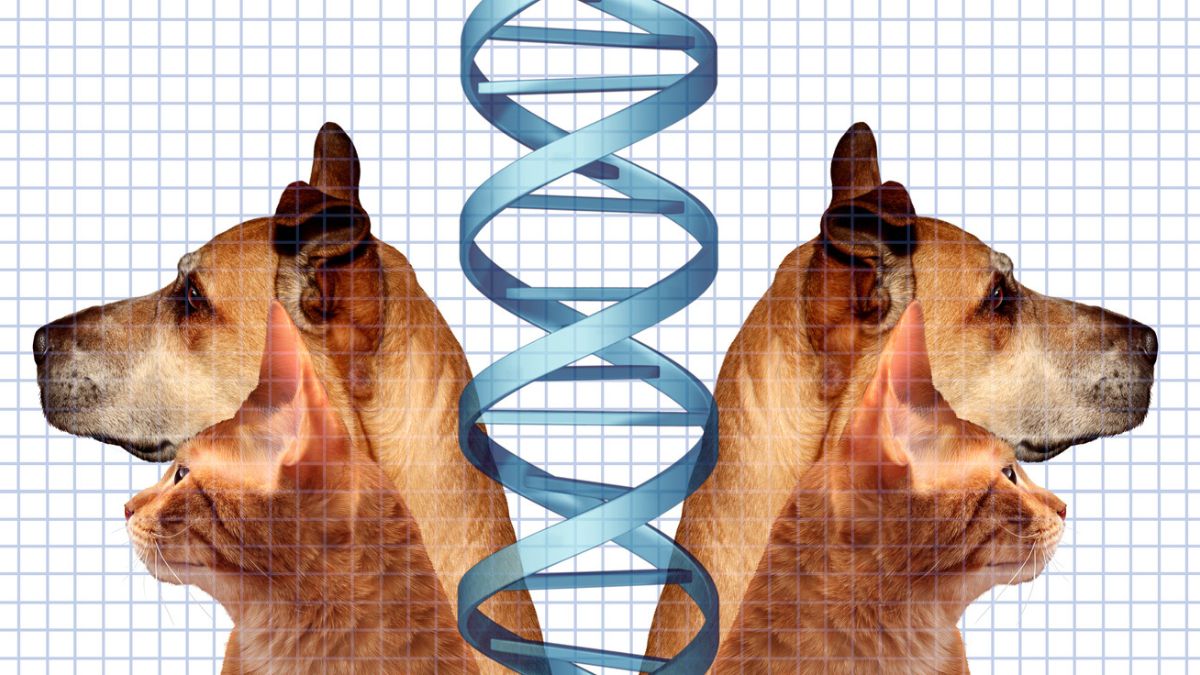 Clonagem de Pets: A Nova Mania dos Ricos que Custa R$ 263 Mil! 2 clonagem de pet animal de estimacao cachorro gato CAPA MT
