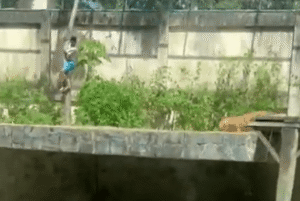 Homem é fatalmente atacado por leoa após invadir jaula em João Pessoa!