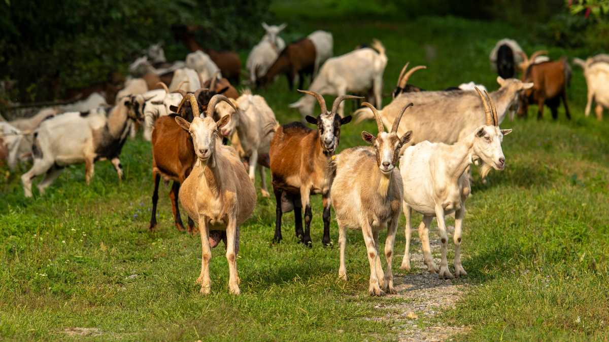 Atenção: Varíola Animal em Alerta! Queijos de Cabra e Ovelha em Risco! 1 Cabras CanvaPro 1