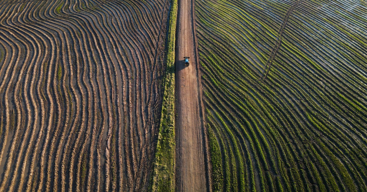Do Importador ao Líder: Como o Agro Brasileiro Conquistou 190 Países em Meio Século! 4 IBL5RM7V7REOHHULKOG5IX7HIE