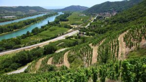 França investe R$ 715 milhões para extirpar videiras e salvar vinhos: descubra o que há por trás!