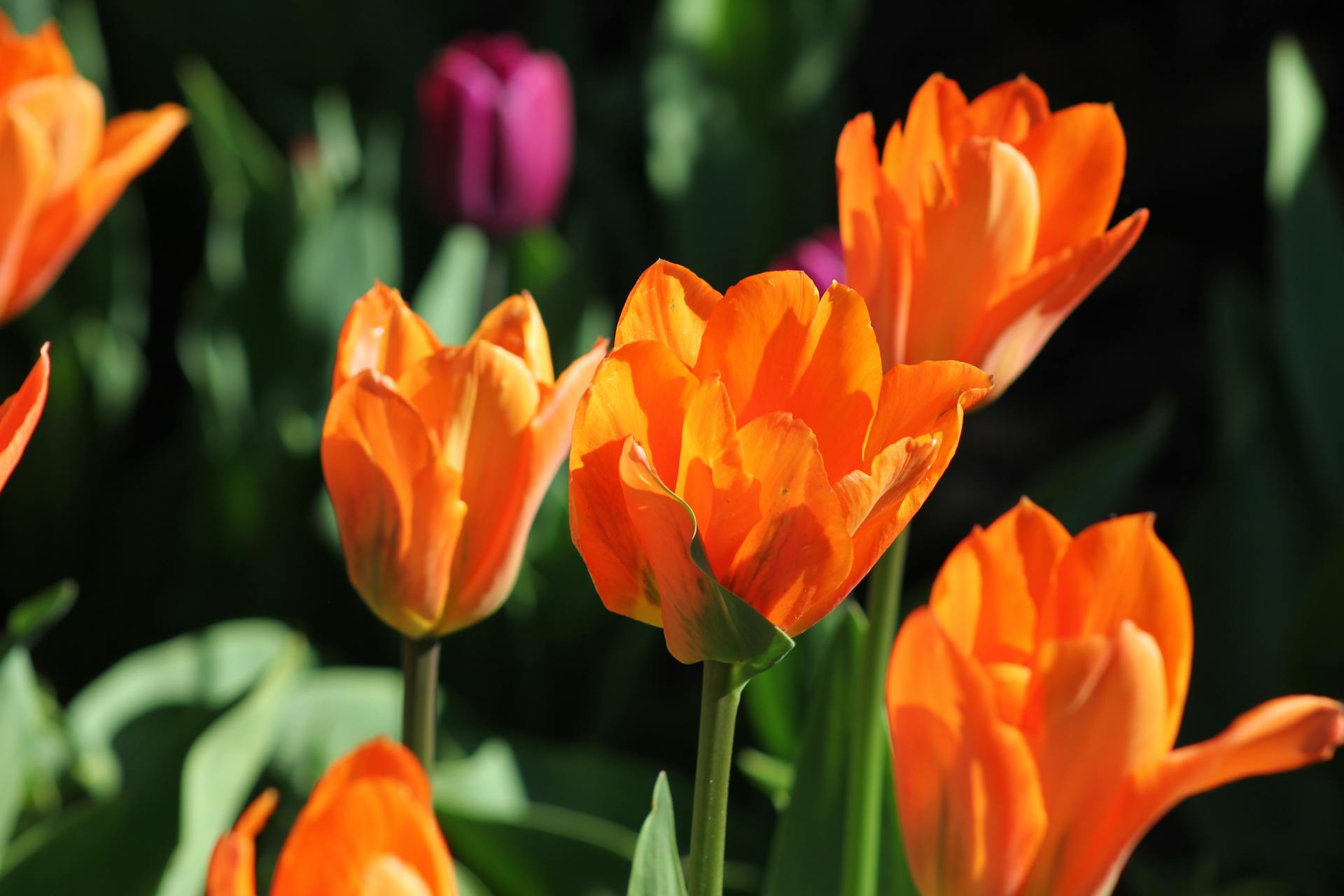 Bitcoin Rumo ao Colapso: A Nova 'Tulipa Digital' que Pode Desaparecer! 1 tulipas laranjas