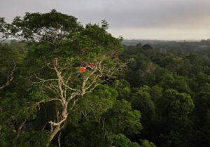 Escândalo: Madeira Ilegal da Amazônia Vira Produto de Luxo em Hotéis Americanos!