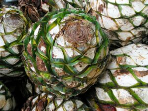 Após a Tequila: A Revolução Explosiva dos Destilados de Agave que Quebram Paradigmas! 5 agave 3