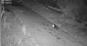 Cão Lixeiro: Homem Inova, Engana a Lei e Acaba Multado na Itália!