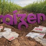 raizen raiz4 afundada em dividas no meio de uma plantacao de cana de acucar