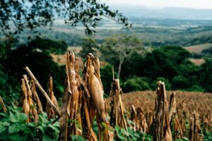 El Salvador Investe em Máquinas Agrícolas com sua Reserva de Bitcoin!