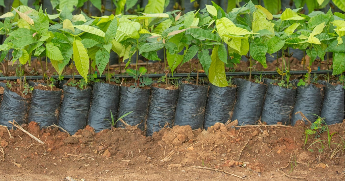 4N2Z2G2FINADLJMFMRJX53B5PM