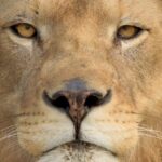 Revolução Financeira: Declare Seus Investimentos na Bolsa em Instantes! 1 6114 e1769792976350