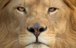 Revolução Financeira: Declare Seus Investimentos na Bolsa em Instantes!