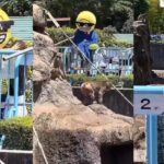 memecoin macaco punch