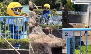 Americano Detido no Japão ao Invadir Habitat de Macaco para Lançar Memecoin!