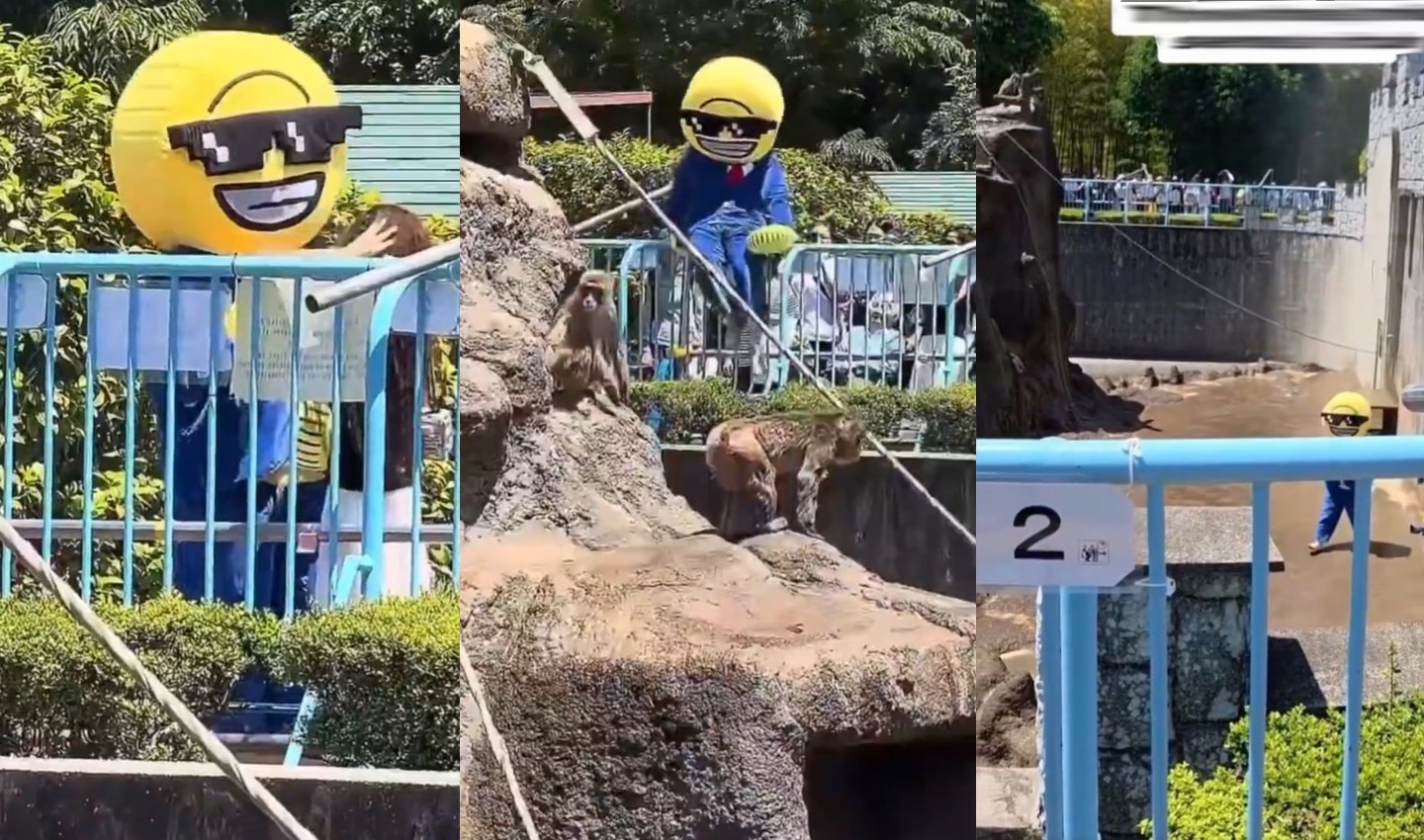 Americano Detido no Japão ao Invadir Habitat de Macaco para Lançar Memecoin! 2 memecoin macaco punch